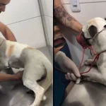 epitácio, cachorro resgatado após ser arrastado por correnteza em juazeiro do norte. as duas imagens mostram ele recebendo atendimento veterinário.