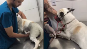 epitácio, cachorro resgatado após ser arrastado por correnteza em juazeiro do norte. as duas imagens mostram ele recebendo atendimento veterinário.