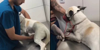 epitácio, cachorro resgatado após ser arrastado por correnteza em juazeiro do norte. as duas imagens mostram ele recebendo atendimento veterinário.