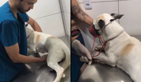 epitácio, cachorro resgatado após ser arrastado por correnteza em juazeiro do norte. as duas imagens mostram ele recebendo atendimento veterinário.