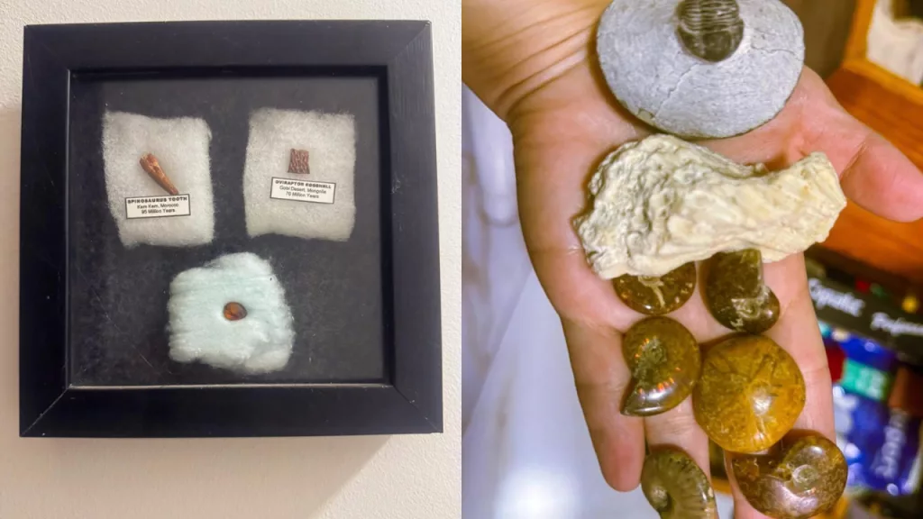 Fósseis e pedras semipreciosas apreendidas em operação da Polícia Federal (PF) no Cariri