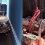 Jacaré de aproximadamente 1,5 metro.