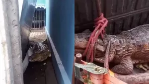 Jacaré de aproximadamente 1,5 metro.