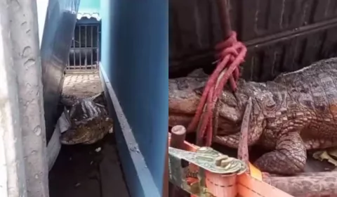 Jacaré de aproximadamente 1,5 metro.