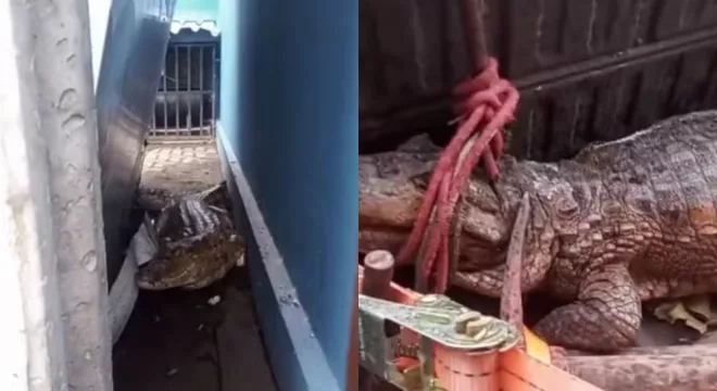 Jacaré de aproximadamente 1,5 metro.