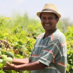 Cariri tem 28 municípios contemplados com o Garantia-Safra