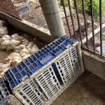 os locais apresentavam condições inadequadas de higiene e não possuíam estrutura física compatível com as exigências sanitárias