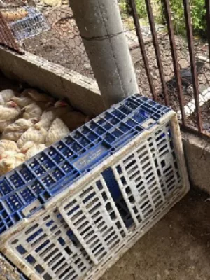 os locais apresentavam condições inadequadas de higiene e não possuíam estrutura física compatível com as exigências sanitárias