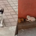 Os abandonos estariam ocorrendo em um corredor dentro do santuário, nas proximidades da Rua Monsenhor Esmeraldo | Foto: Reprodução/ Instagram
