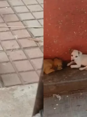 Os abandonos estariam ocorrendo em um corredor dentro do santuário, nas proximidades da Rua Monsenhor Esmeraldo | Foto: Reprodução/ Instagram
