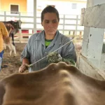 Inseminação artificial de animais bovinos | Foto: Marfran Vieira / Idam