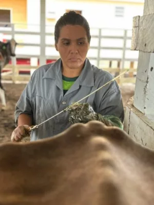 Inseminação artificial de animais bovinos | Foto: Marfran Vieira / Idam