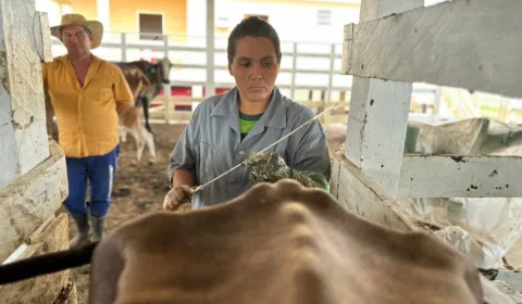 Inseminação artificial de animais bovinos | Foto: Marfran Vieira / Idam