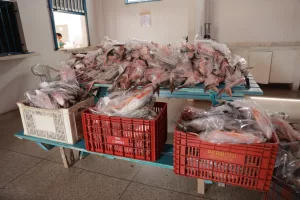 peixes distribuidos juazeiro do norte