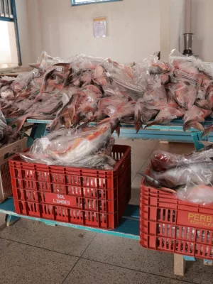 peixes distribuidos juazeiro do norte