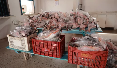 peixes distribuidos juazeiro do norte