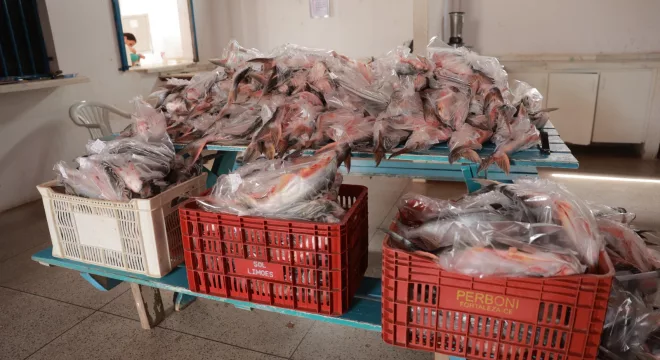 peixes distribuidos juazeiro do norte