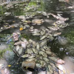 peixes mortos no parque das timbaubas, em juazeiro do norte
