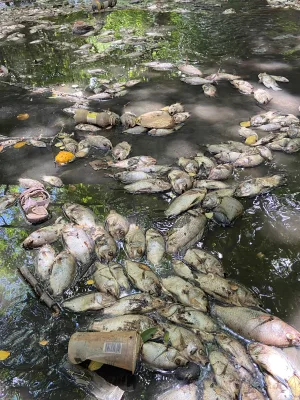 peixes mortos no parque das timbaubas, em juazeiro do norte