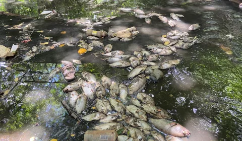 peixes mortos no parque das timbaubas, em juazeiro do norte