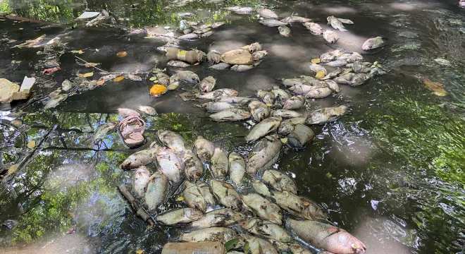 peixes mortos no parque das timbaubas, em juazeiro do norte