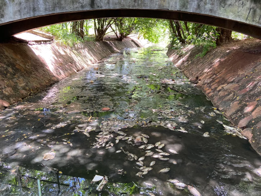 peixes mortos no parque das timbaubas, em juazeiro do norte