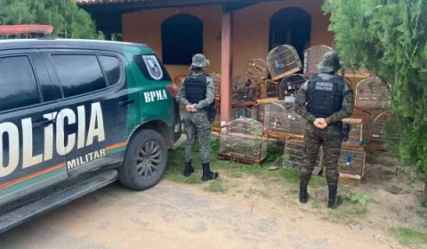 operação de resgate de aves silvestres em crato
